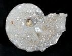 Agate/Chalcedony Replaced Ammonite Fossil #25503-1